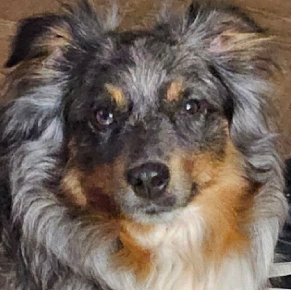 6 Pieces Miss Doggy Fashionista Mystery Box size Medium